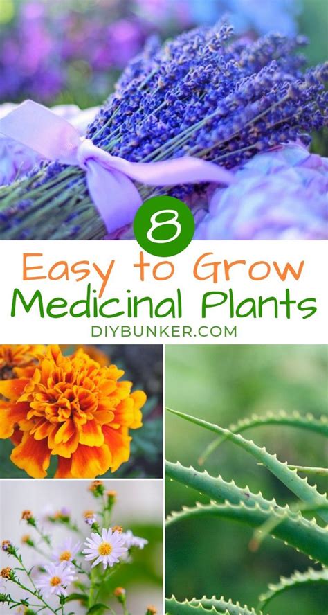 If Youre Looking To Learn How To Grow A Medicinal Herb Garden Youre