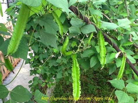 How to grow green soybean in back yard garden （毛豆/黄豆）. {Info Sihat} Khasiat Kacang Botol @ Kacang Kelisa ...