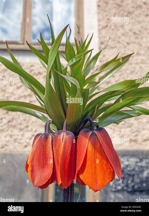 Fritillaria Imperialis Crown Imperial Flower Stock Photo Alamy