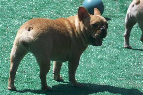 Are French Bulldogs Born Without Tails