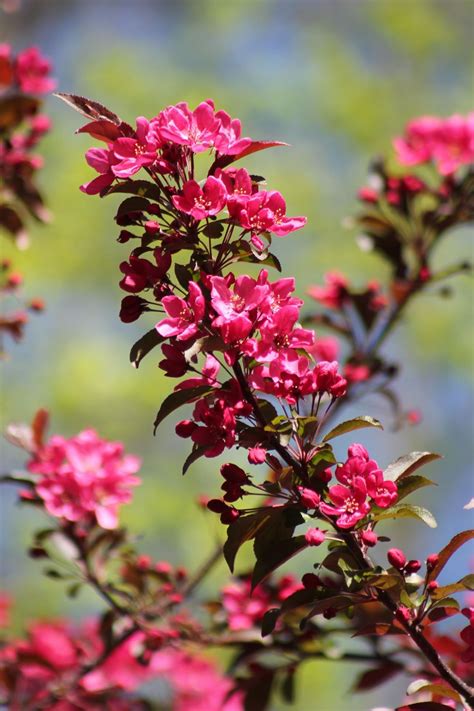 Royal Raindrops Crabapple Tree For Sale Buying And Growing Guide