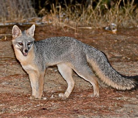 Hikers Warned After Rabid Fox Attack In Oak Creek Canyon Local
