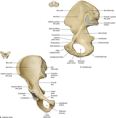 Hip And Thigh Atlas Of Anatomy Anatomy Muscle Anatomy Hip Anatomy