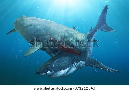 Livyatan Vs Megalodon. Megalodon Was The Largest Known Shark To Ever