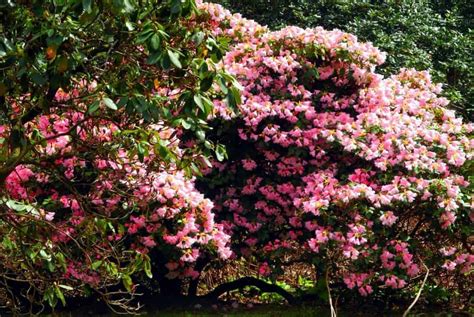 Nicht nur der richtige zeitpunkt entscheidet über gesundes wachstum und schöne blüten … wir geben ihnen tipps die zeit und geld sparen … Wann Blüht Der Rhododendron - Rafinovier