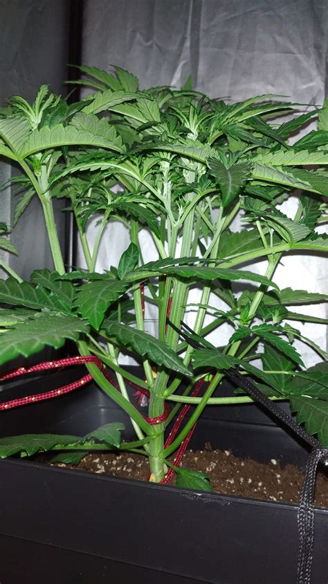 How To Prune Your Cannabis Plants For Bigger Better Buds