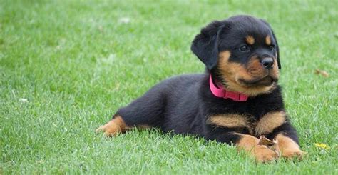 Adamsville, pa, usa, rottweiler puppies. German Rottweiler Puppies For Sale | Polokwane | Public ...