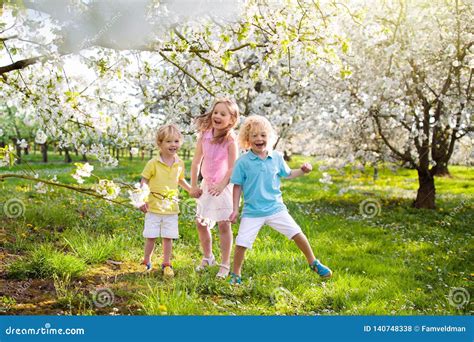 Kids In Spring Park Child At Blooming Cherry Tree Stock Photo Image