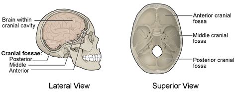 The Skull Anatomy And Physiology I