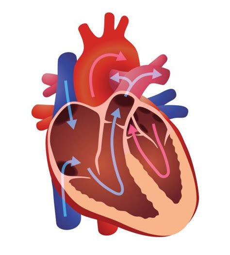 Best Heart Valve Illustrations Royalty Free Vector