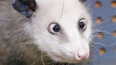 Opossum Heidi Wie Eine Schielende Beutelratte Berühmt Wurde Der Spiegel