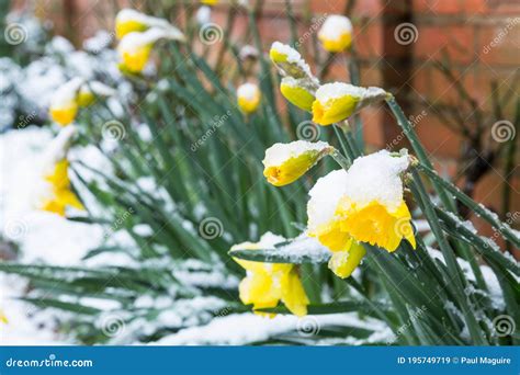 Daffodils In Snow Winter Garden Uk Stock Image Image Of Borders