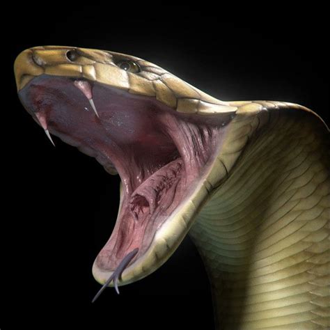 King Cobra Snake Scale 3d Model King Cobra By Exuro King Cobra