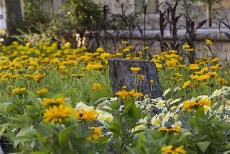 Flower Bed Of Yellow Flowers And Daisies With Tree Stump Stock Photo