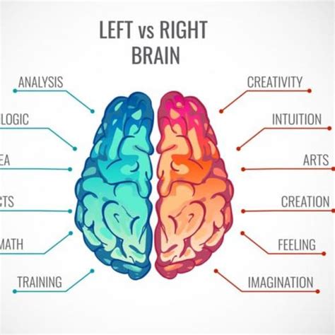 Left Side Vs Right Side Of The Brain Different Functions Of The