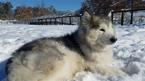 Abby Playing In The Snow Alaskan Malamute Arctic Breed Youtube