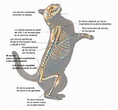 Cerebro y sistema nervioso de los gatos | TODO GATOS