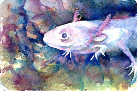 This tutorial shows the sketching and drawing steps from start to finish. Axolotl - Postcards for the Lunch Bag | Watercolor ...