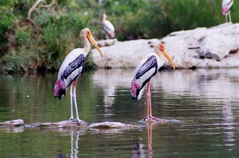 Ranganathittu Bird Sanctuary Ranganathittu National Park Near