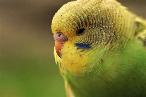 Budgerigar Colors And Their Variety Photo Album