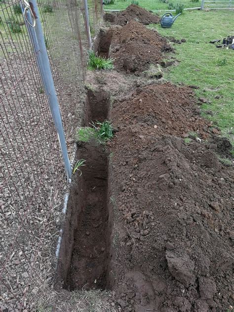 Digging Trenches Double Digging Between Rose Mutabilis Chinese Rose Landscaping Plants