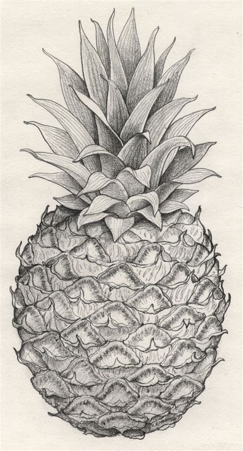Unique Pineapple Drawing Sketch For Kids Sketch Art Drawing