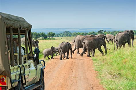 Safari Tours Blog