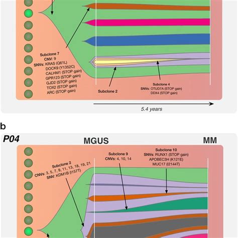 Pattern Of Genetic Mutations In Mgussmm To Mm Progression A Total