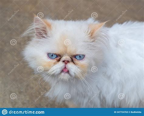 Portrait Of A Beautiful Cute Persian Cat Looking Straight At The