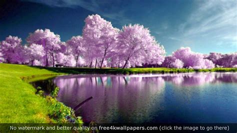 Purple Trees Nature Wallpaper Beautiful Photos Of Nature