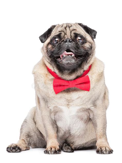 Sitting Pug Dog In Red Bow Tie Isolated On White Background Stock