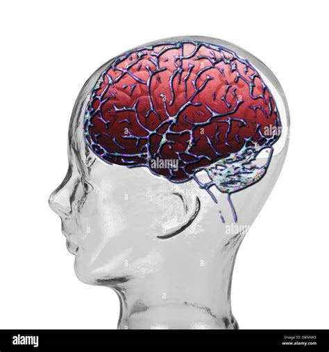 Brain Stock Photo Alamy