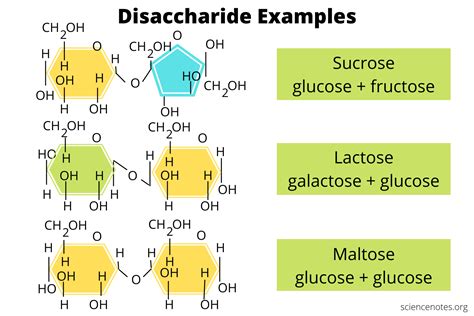 Disaccharide Examples What Is A Disaccharide