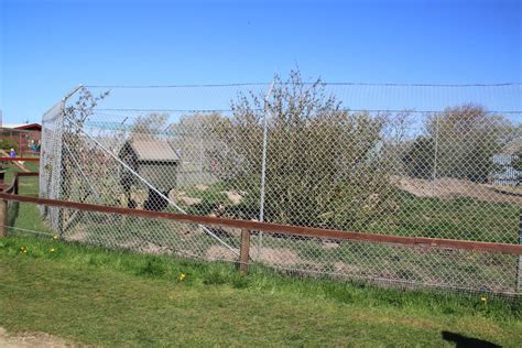 Red Fox Enclosure Zoochat