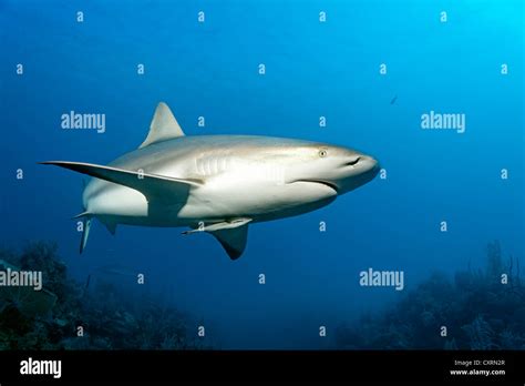 Caribbean Reef Shark Carcharhinus Perezi Swimming In Open Water