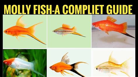How To Care Molly Fish Full Information On Molly Fish Care And Maintenance Fish Aquarium Dinesh