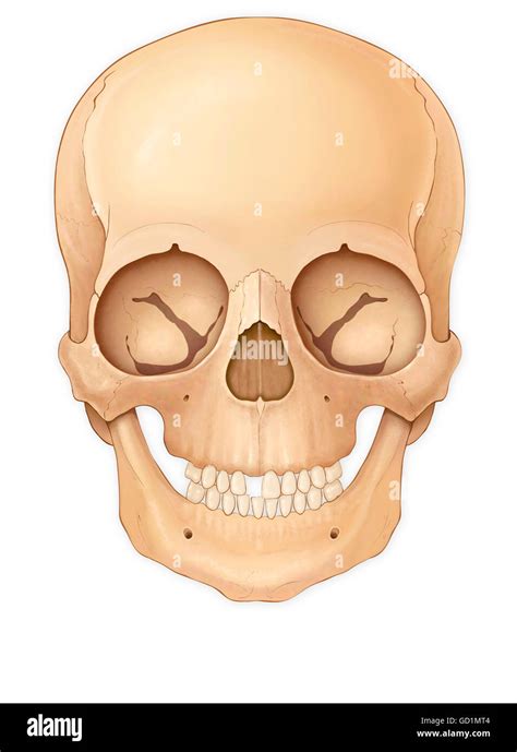 Normal Front View Of A Childs Skull Stock Photo Alamy