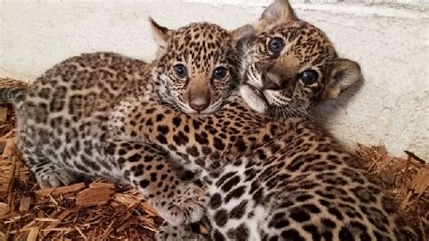 Help Elmwood Park Zoo Name Its Newborn Twin Jaguar Cubs
