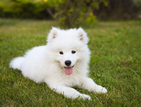 Samoyed Dog Breed Information Pictures Characteristics And Facts