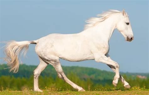 common white horse breeds   horsey hooves