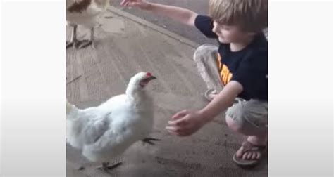 Chicken Gives Babe Babe A Loving Hug