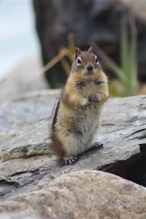 Canadian Ground Squirrel Smithsonian Photo Contest Smithsonian Magazine