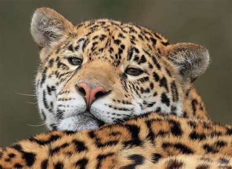 Images Jaguar Big Cats Snout Staring Animals