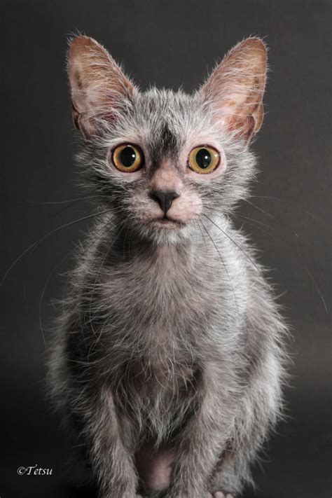 We are rescue cats looking for our forever home. Lykoi kitten for sale, werewolf cats, wolf cats, natural ...