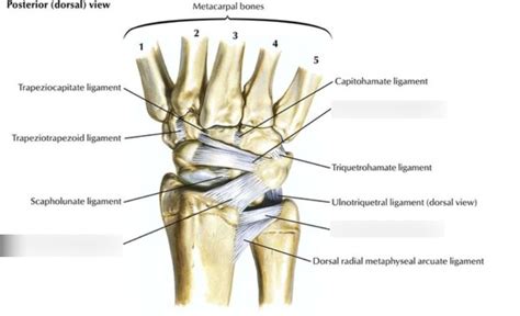 Ligaments Of Wrist Dorsal View Diagram Quizlet