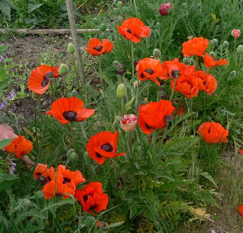 5 Oriental Poppy Most Beautiful Flowers Trees To Plant Poppies