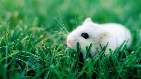 Wallpaper Hamster Grass Rodent Crawling Hd Picture Image
