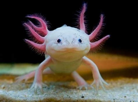 The Axolotl Mexican Walking Fish Has The Ability To Regenerate