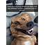 13 Of The Funniest Dog Snapchats Part 2  Top13