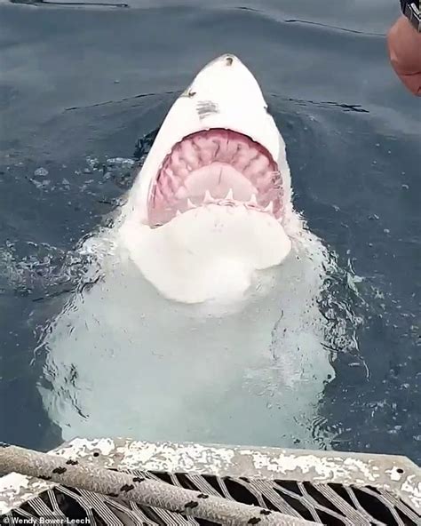 Tourists Film Rare Moment A Great White Shark Swims Upside Down While On A Cage Diving Trip